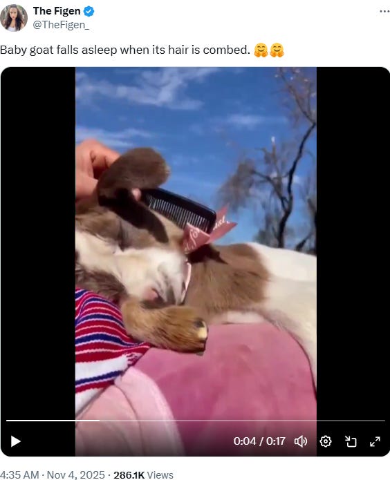 Precious baby goat falls asleep when its hair is combed. Watch video (11/04/25, 17 sec)