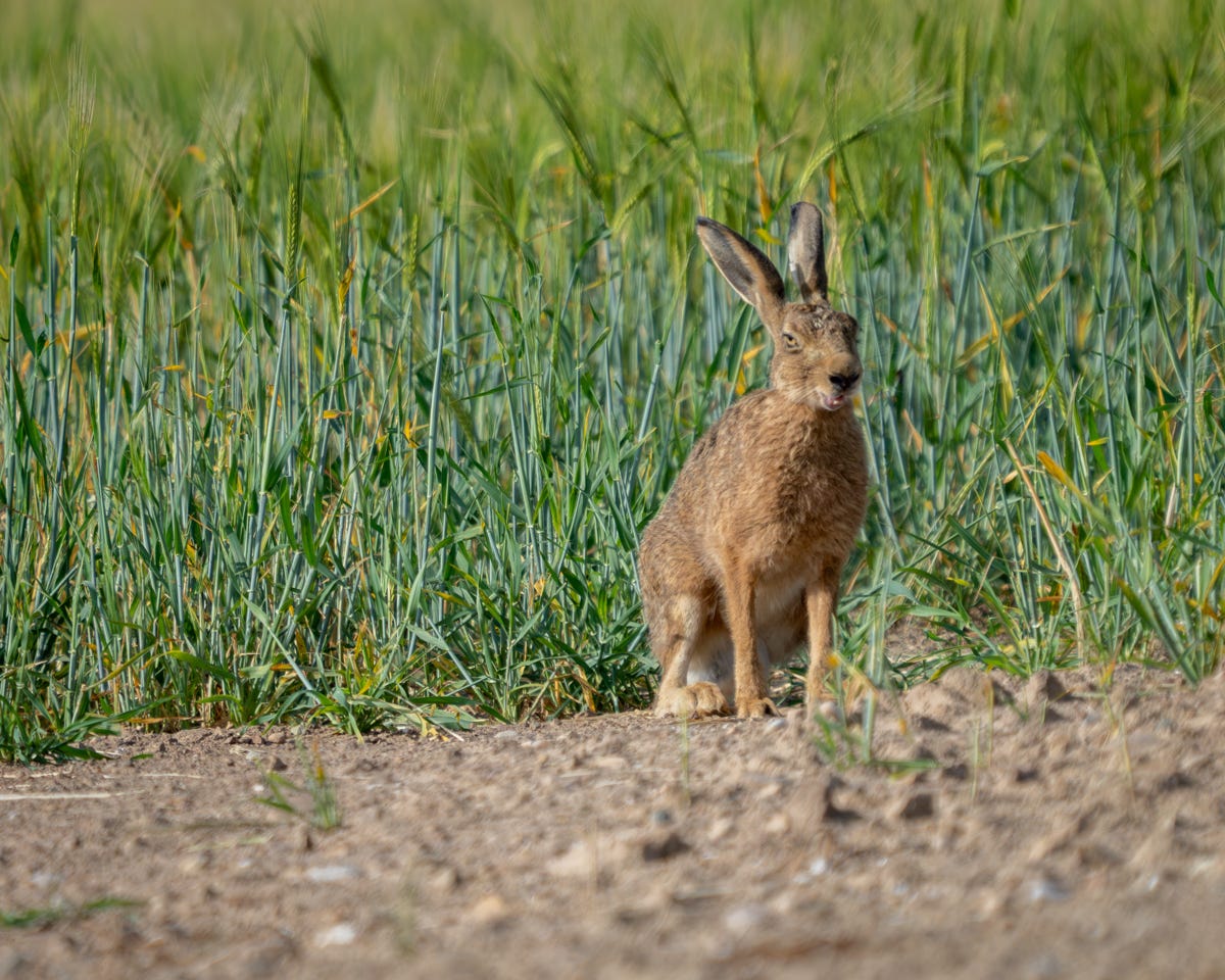 A large brown hare with an unimpressed facial expression, sitting in front of wheat