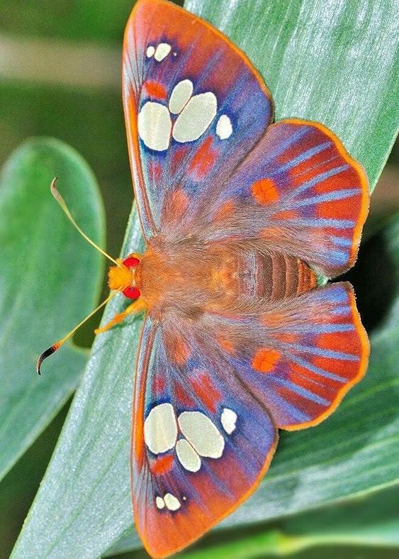This may contain: an orange and blue butterfly with white spots on its wings sitting on a green leaf