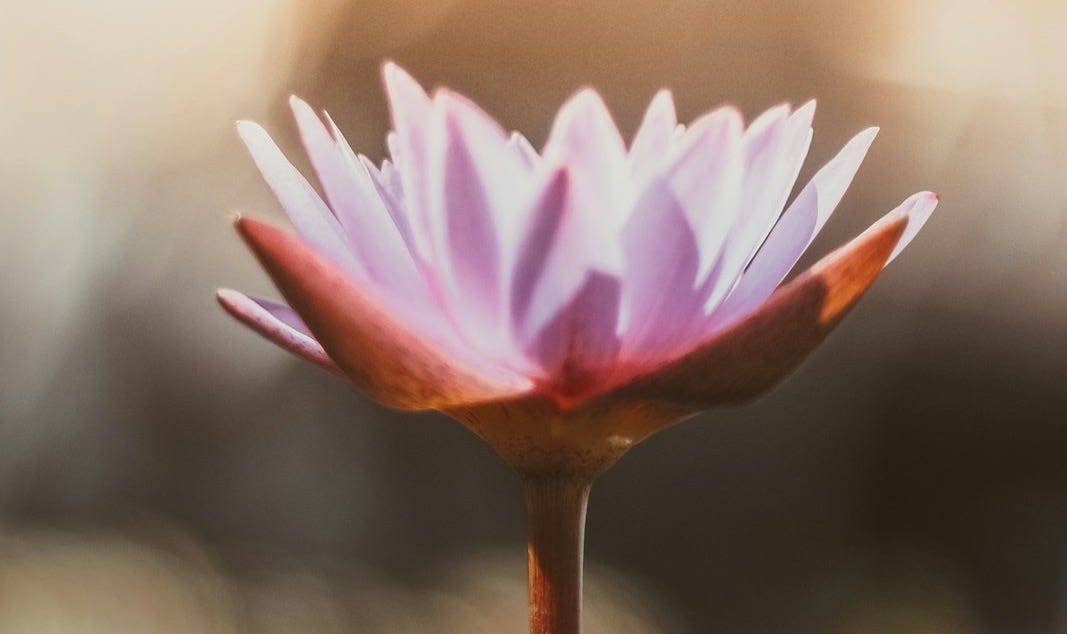 shallow focus photography of purple flower