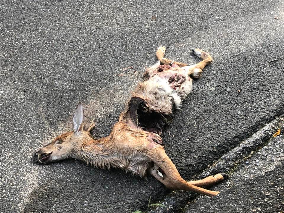 May be an image of deer
