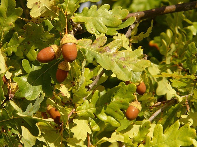 Oak & Acorn3.jpg