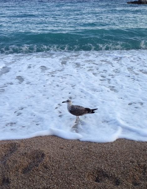 monaco seagull