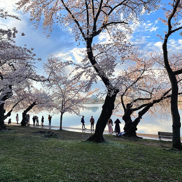 People walking on a grassy lawn under trees covered in white flowers with a pond in the background.