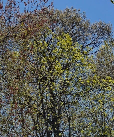 Trees budding in spring against a clear blue sky, with bright yellow-green new leaves emerging alongside reddish buds.