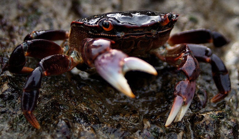 File:Shore Crab Washington State.jpg File:Shore Crab Washington State.jpg