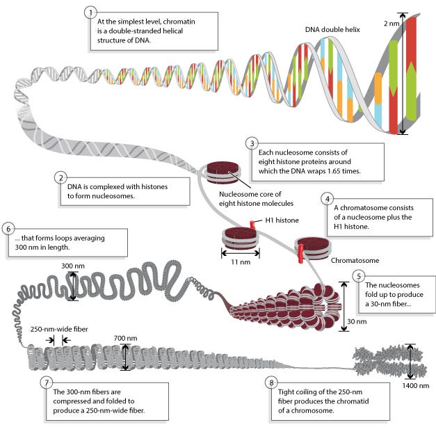 A double-stranded DNA molecule becomes increasingly more compact in this eight-step schematic diagram. In step 1, the DNA double-helix is depicted at one end as a horizontal double-stranded molecule. In steps 2 through 4, the molecule’s opposite end is wound 1.65 times around a brown disc, representing the nucleosome. A text box in step 4 defines a chromatosome as a nucleosome plus the H1 histone, depicted here as a red cylinder bound to the outside of the coiled DNA, fastening the DNA against the nucleosome. In step 5, the nucleosomes are folded in on each other to form a hollow, tube-like fiber, where many nucleosomes are arranged in parallel rings to form the tube’s outer layer. In step 6, the fiber forms wave-like loops, 300 nanometers in length. The 300-nanometers fiber looks like a coiled telephone cord. In step 7, the loops of the fiber are compressed and folded together. In step 8, the fibers are tightly compressed into an X-shaped chromosome. A double-stranded DNA molecule becomes increasingly more compact in this eight-step schematic diagram. In step 1, the DNA double-helix is depicted at one end as a horizontal double-stranded molecule. In steps 2 through 4, the molecule’s opposite end is wound 1.65 times around a brown disc, representing the nucleosome. A text box in step 4 defines a chromatosome as a nucleosome plus the H1 histone, depicted here as a red cylinder bound to the outside of the coiled DNA, fastening the DNA against the nucleosome. In step 5, the nucleosomes are folded in on each other to form a hollow, tube-like fiber, where many nucleosomes are arranged in parallel rings to form the tube’s outer layer. In step 6, the fiber forms wave-like loops, 300 nanometers in length. The 300-nanometers fiber looks like a coiled telephone cord. In step 7, the loops of the fiber are compressed and folded together. In step 8, the fibers are tightly compressed into an X-shaped chromosome.