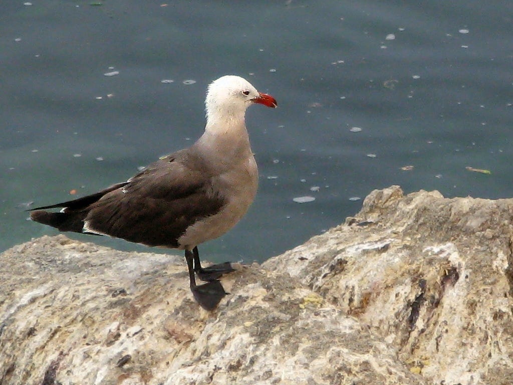 Heerman’s Gull (Photo: Monterey, California) Heerman’s Gull (Photo: Monterey, California)