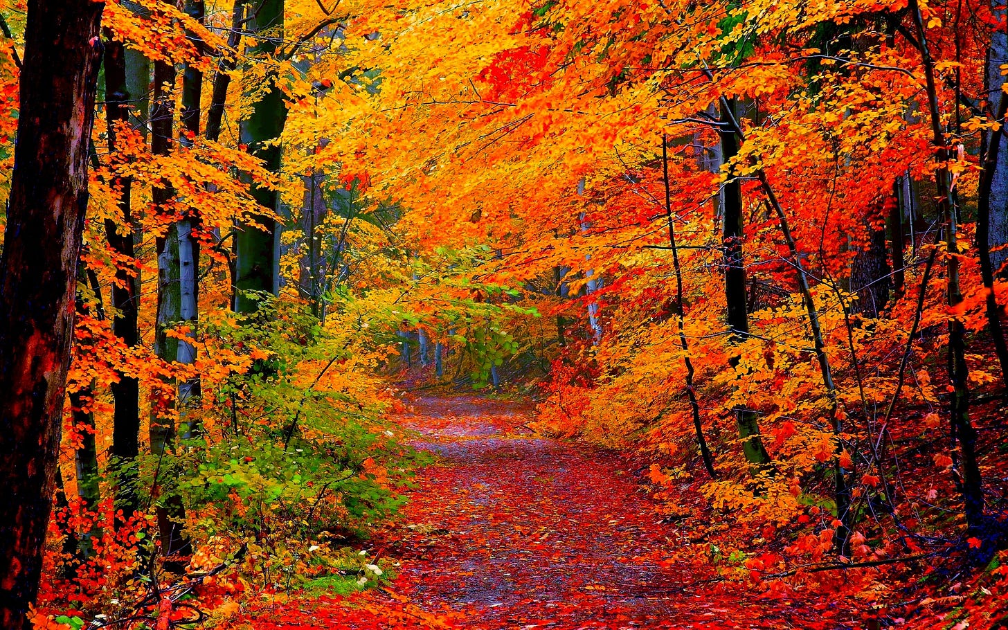 Autumn Forest Path HD Wallpaper | Background Image | 2560x1600 | ID ...