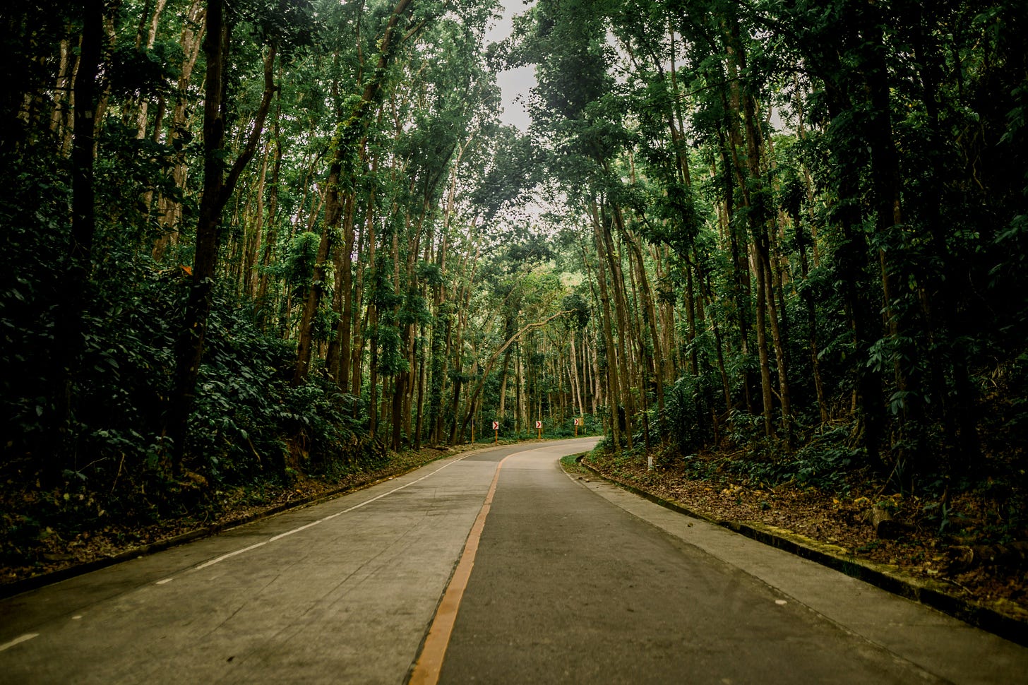 Image of a road in the woods in Bilar Man-Made Forest, Loay Interior Road, Bilar, Bohol, Philippines, by Roland Hechanova on Unsplash.