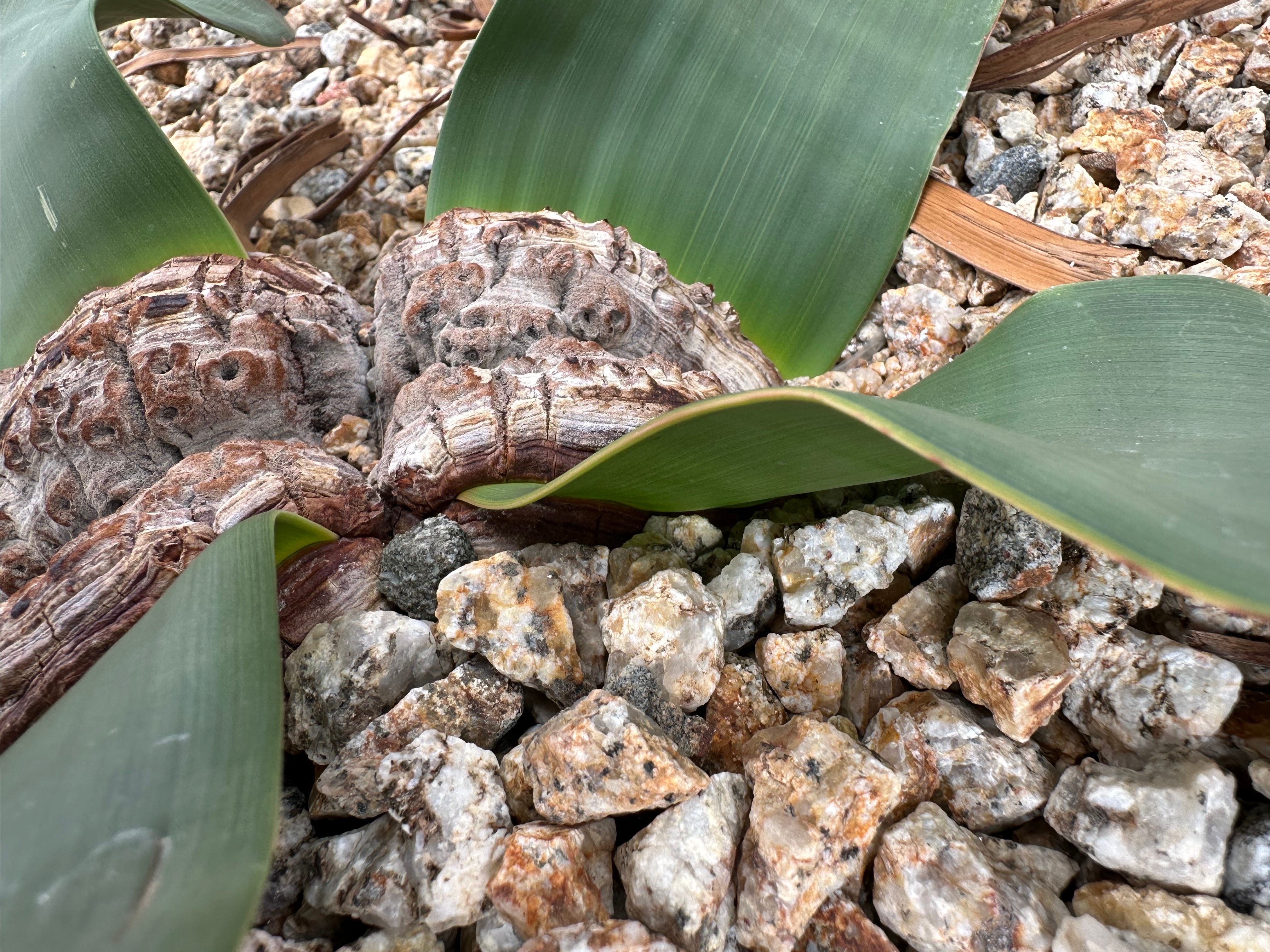 2000 Seconds with Welwitschia mirabilis