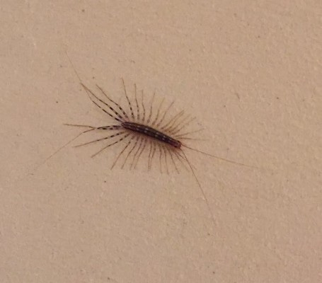 an icky bug an icky bug