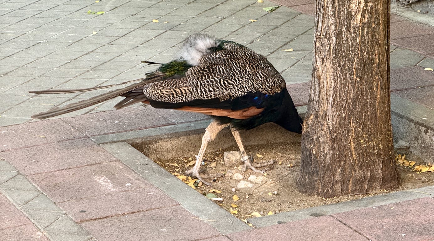 Capture d’écran 2026-03-15 à 16.19.48.png Capture d’écran 2026-03-15 à 16.19.48.png