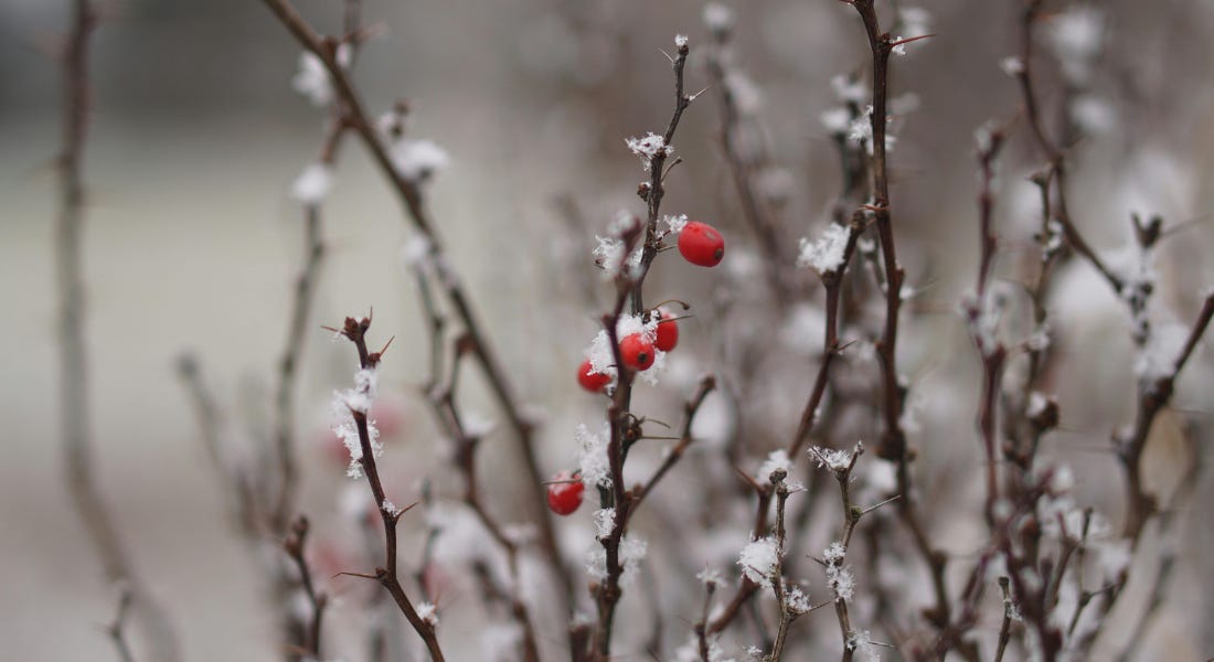 A cluster of winter branches with red berries and frost on top of them A cluster of winter branches with red berries and frost on top of them