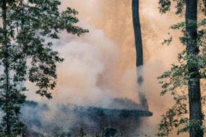 Smoke in a forest