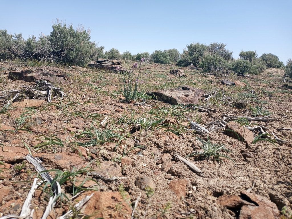 Photo 9: Rock flow area with densities of Allium platycaule, Lomatium nevadenses and Calocorthus spp. Photo 9: Rock flow area with densities of Allium platycaule, Lomatium nevadenses and Calocorthus spp.