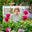 Pam's English Garden in PA's avatar