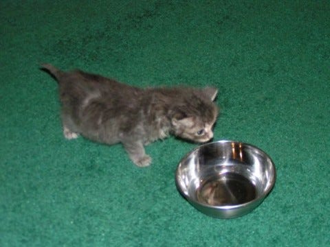 Kali Kitten Dish Kali Kitten Dish