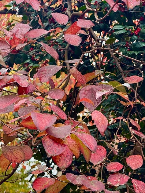 photos of head house farmers market and fall in philly