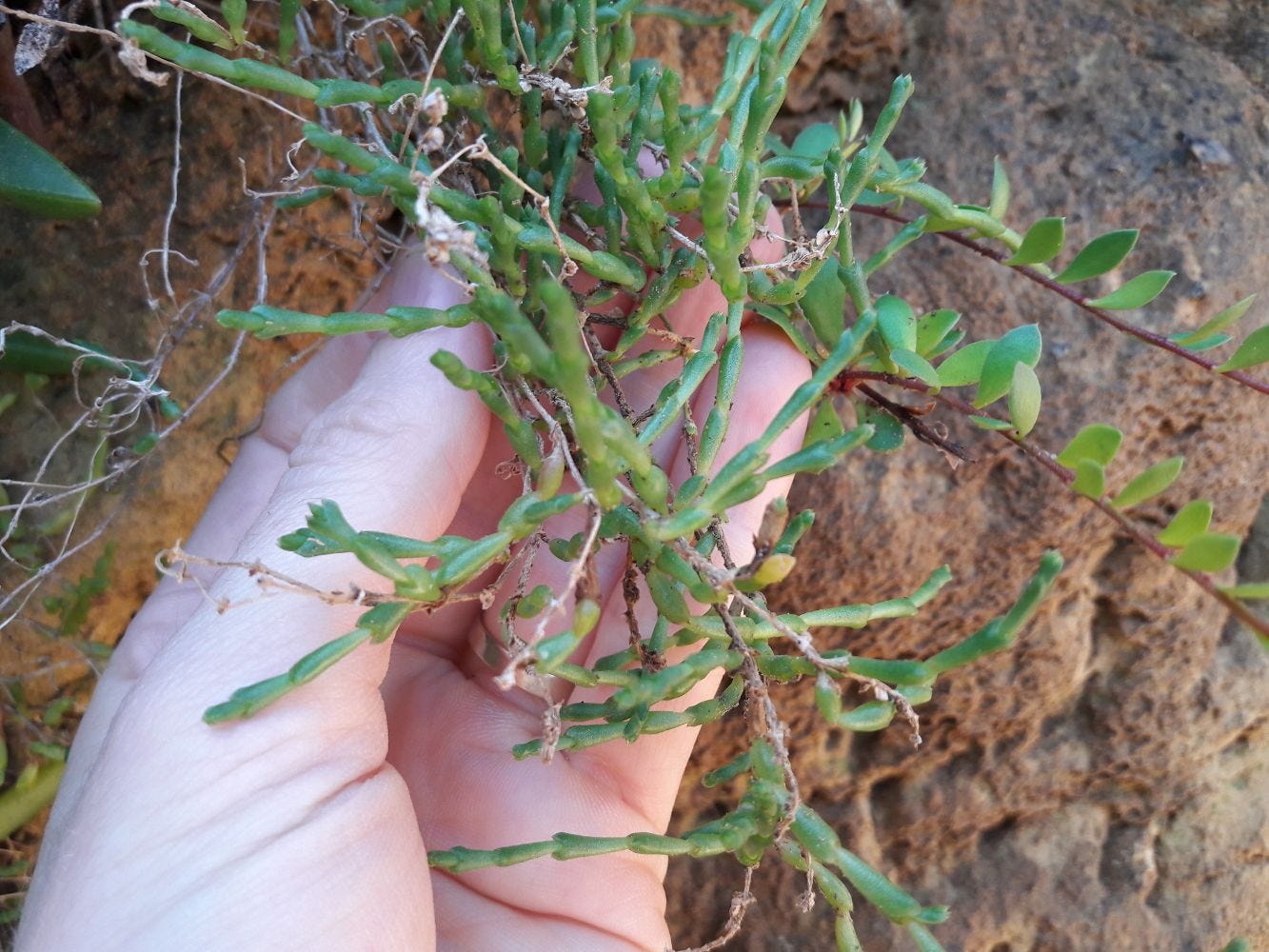 Sarcocornia quinqueflora [plant - The Grotto, VIC, 2022] sml.jpg