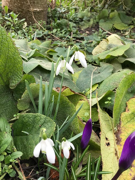 a group of photos of spring bulbs, white crocuses and snowdrops.