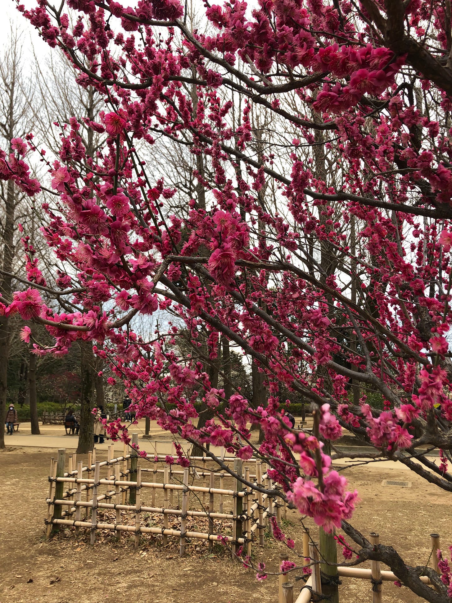 Plum blossoms on a tree branch