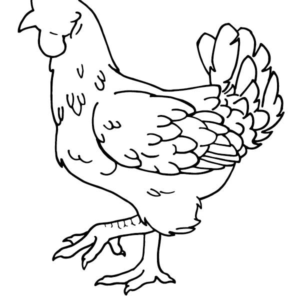 Chicken Scratch