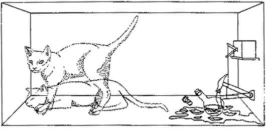 Q: Why is Schrodinger's cat both dead and alive? Is this not a paradox? |  Ask a Mathematician / Ask a Physicist