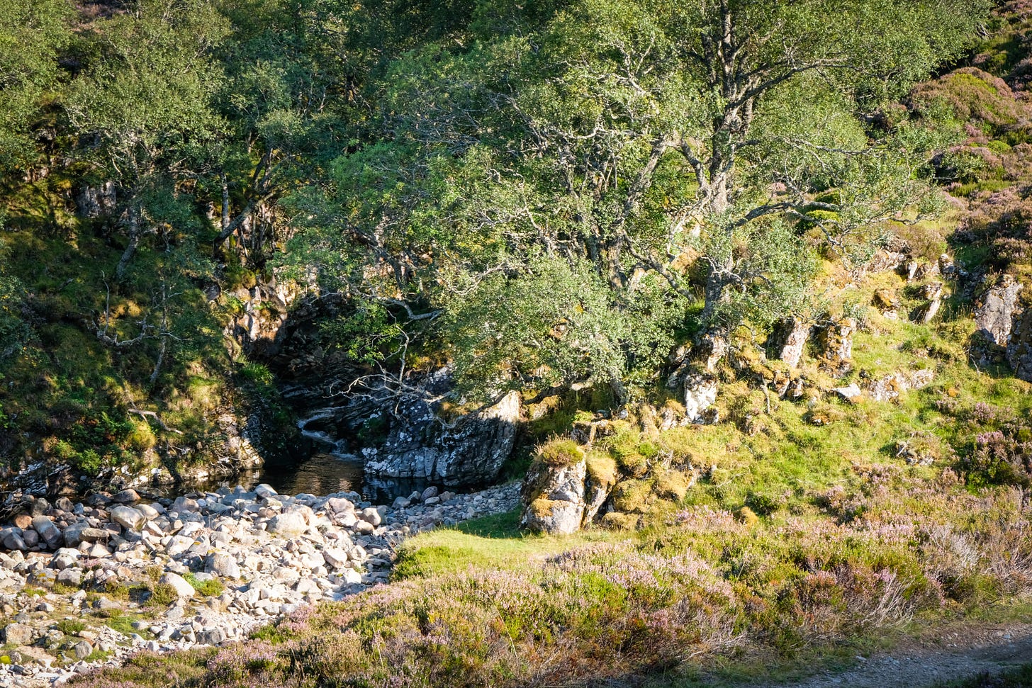 A small natural pool lies beside a Highland path, partly hidden by an overhanging tree. The surface shimmers with golden light, suggesting the chill of the water below.