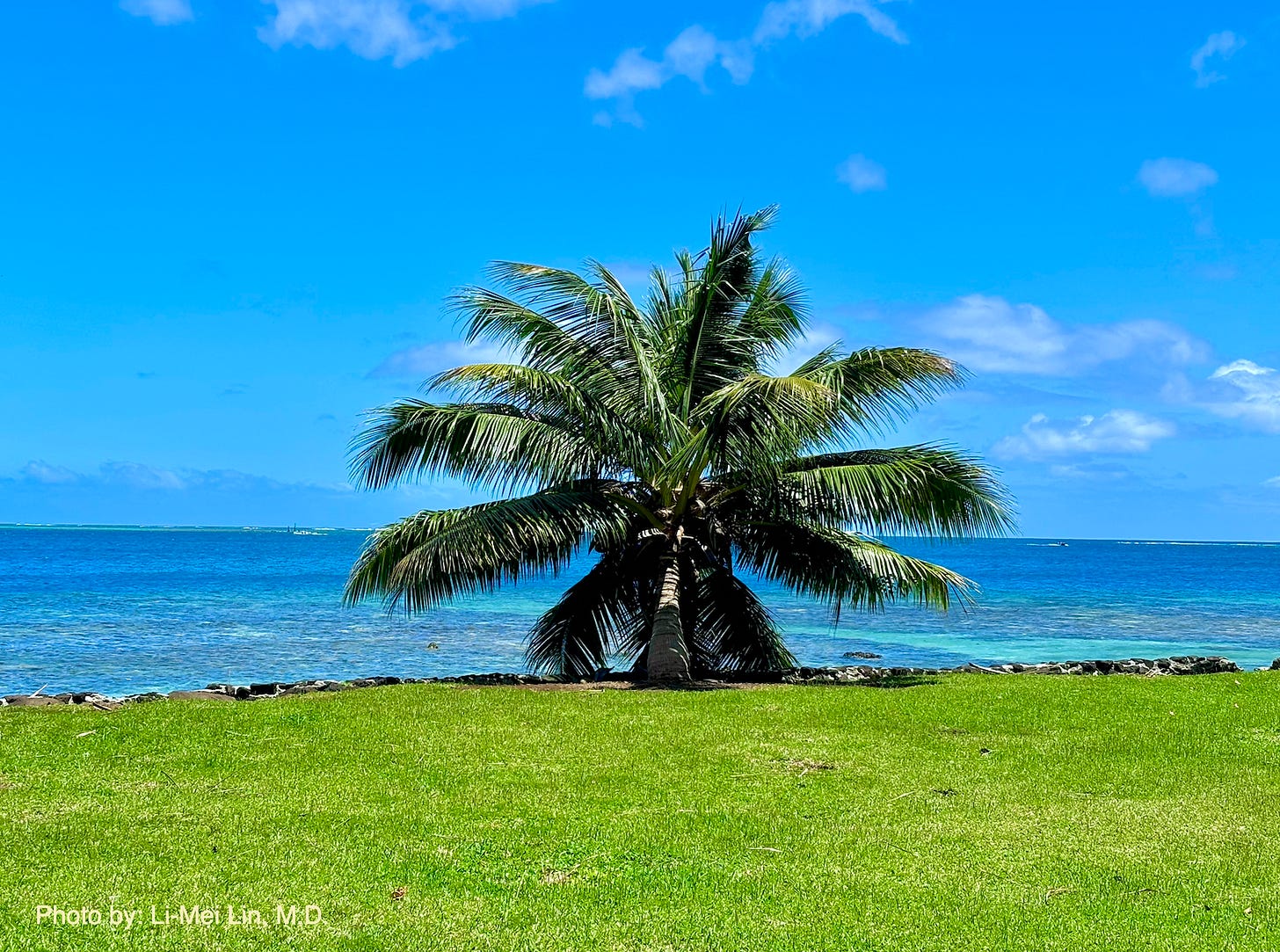 Mo'orea palm tree by Li-Mei Lin, M.D. Mo'orea palm tree by Li-Mei Lin, M.D.