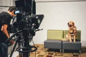 dog vieo