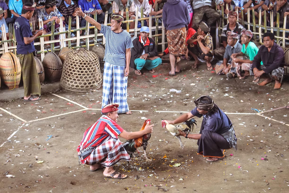 The Story of My Eye-opening Cockfighting Experience in Bali - lucox.cl