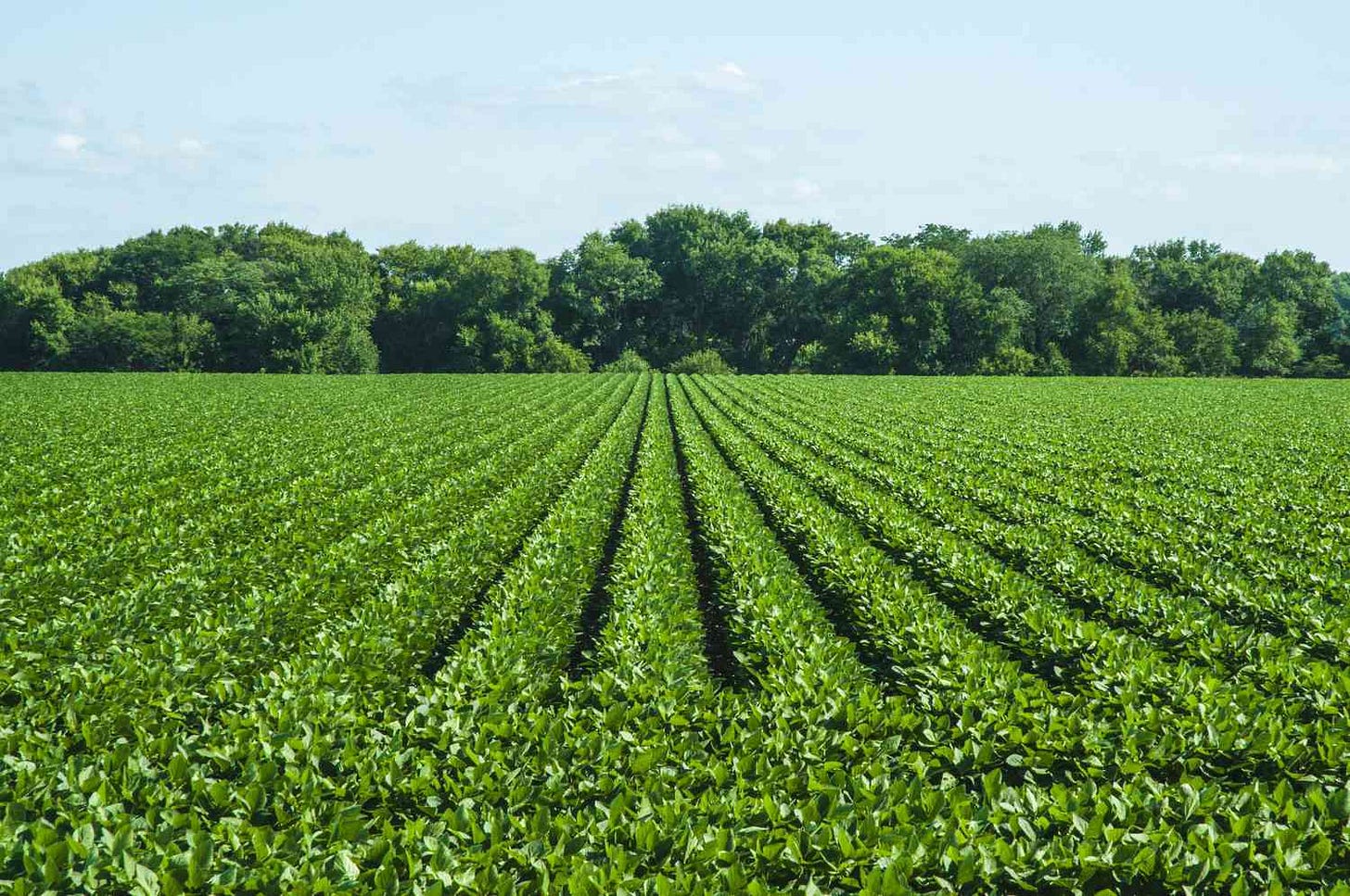 Growing Soybeans 101