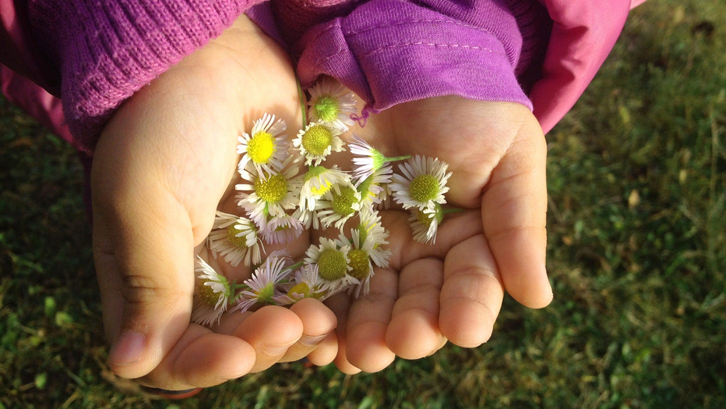 image of a child's hands holding daisy flowers.
