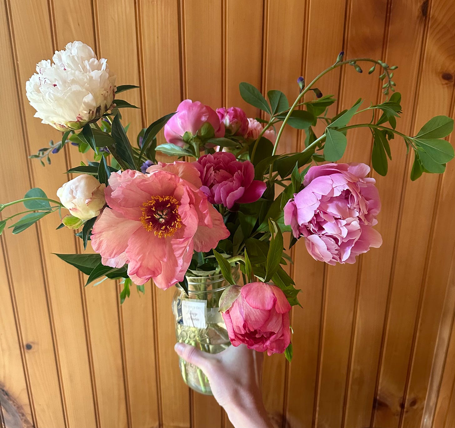 A hand holding up a jar full of a few different colors and variety of peonies. White, pink and deep purple, with green leaves all around. They are being held up against a wood wall background. 