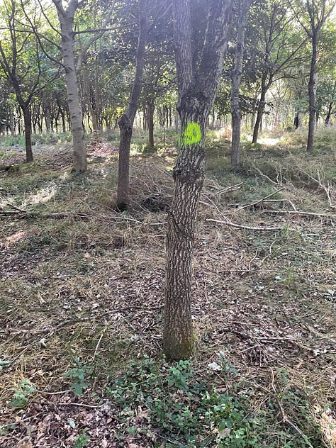Trees selected for removal in a thinning operation