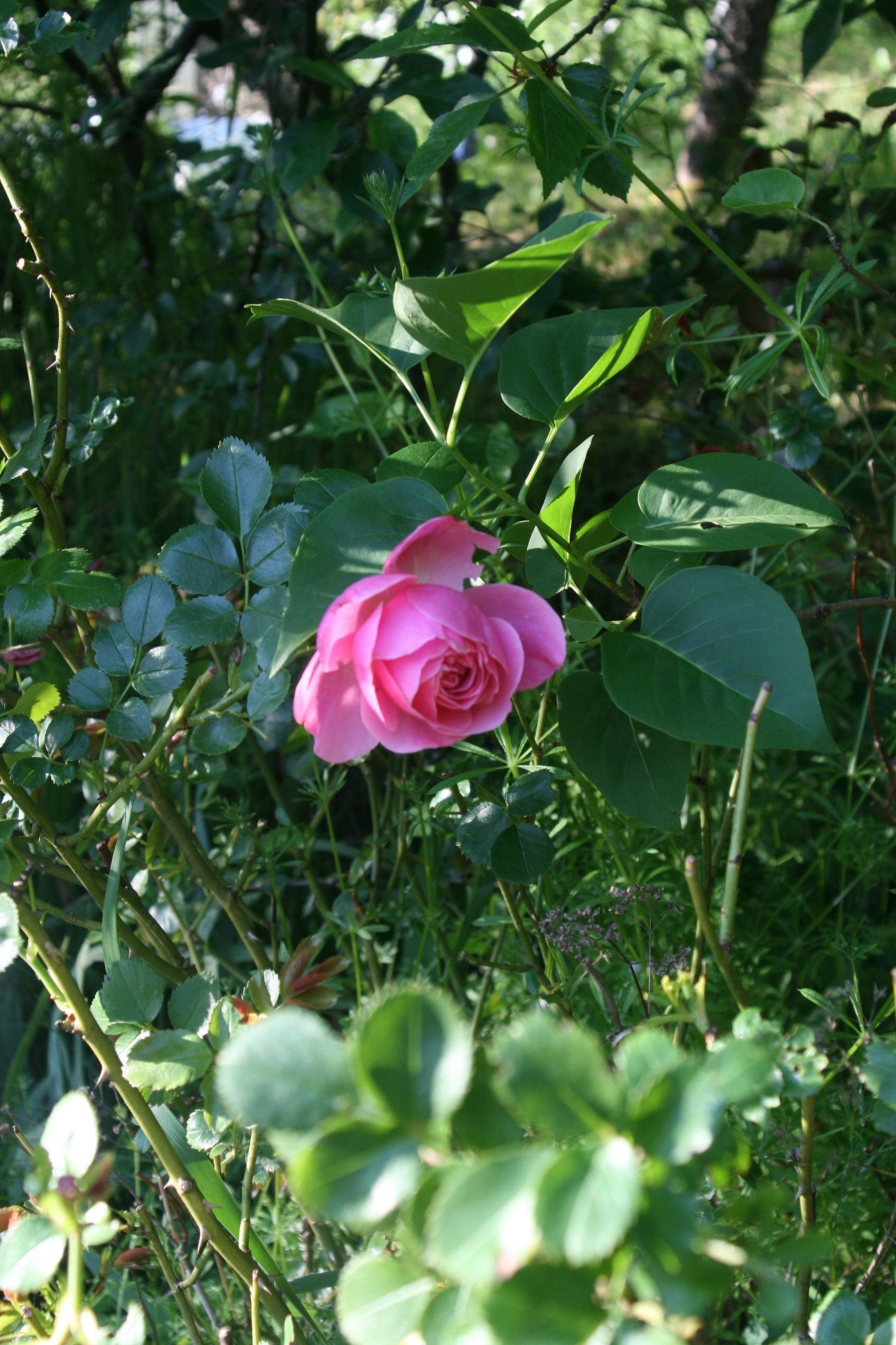 rose rose