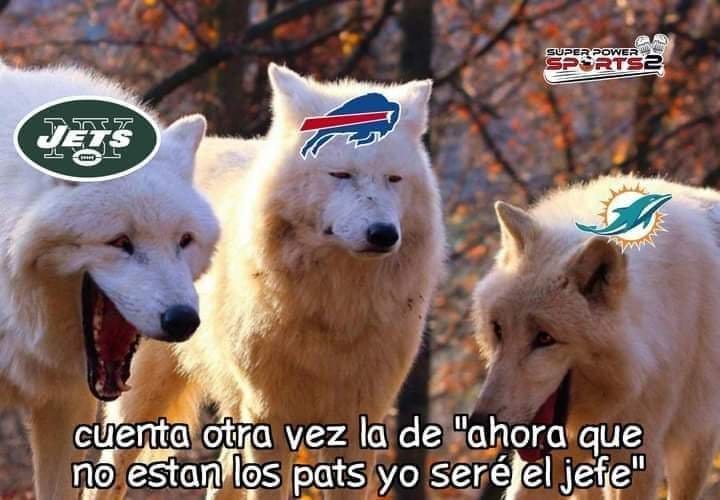 Memes Lobos AFC Este NFL Memes Lobos AFC Este NFL