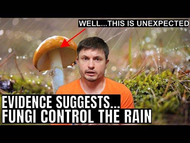 Mushrooms Have an Ability to Control Rain According to New Study - YouTube Mushrooms Have an Ability to Control Rain According to New Study - YouTube