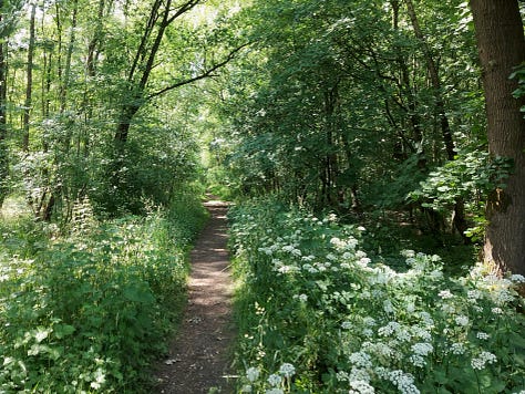 Forest and moorland pictures