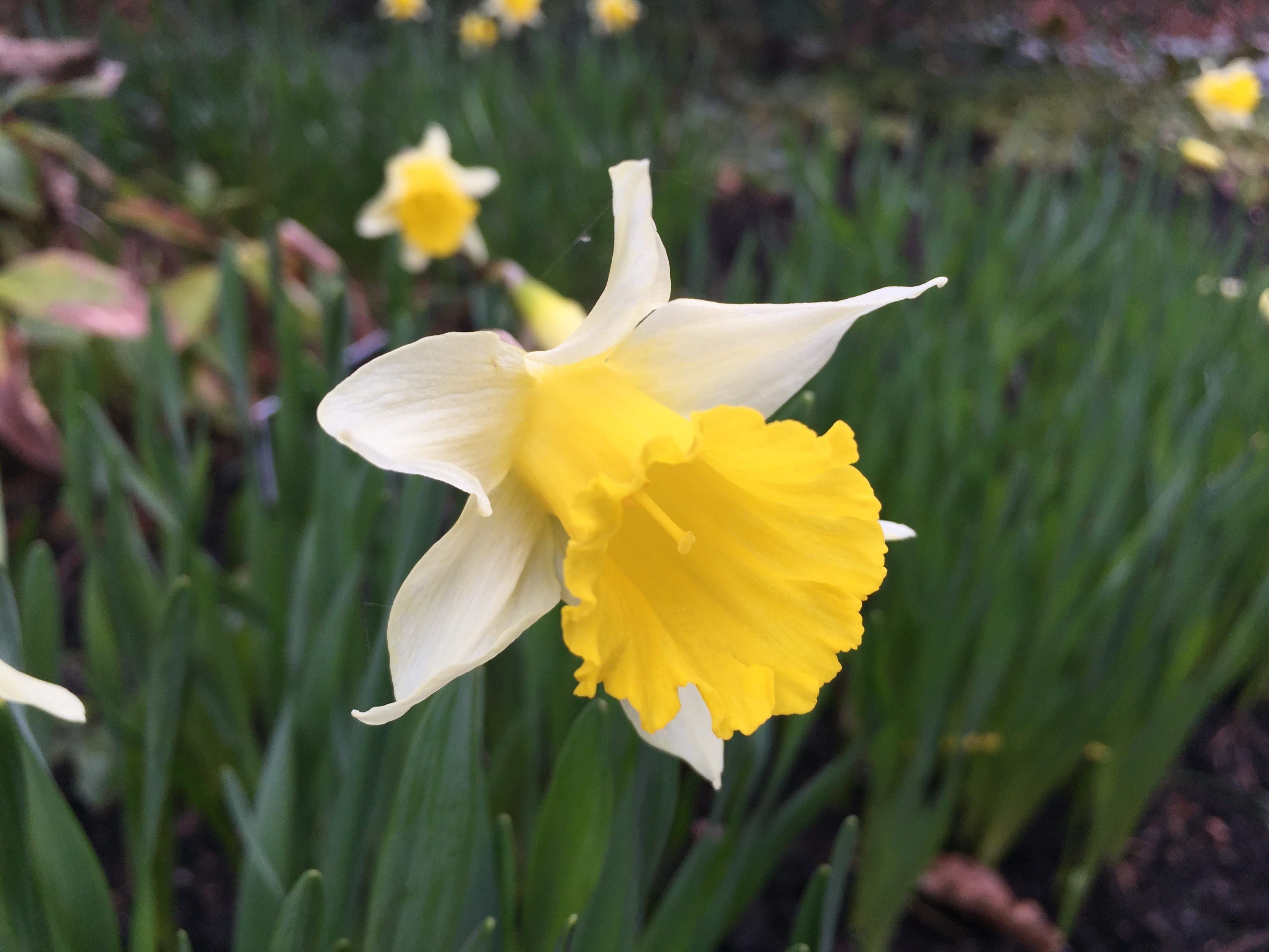 Narcissus pseudonarcissus | wild daffodil