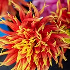 Green Wednesday: Dahlia Prep and Detoxing Your Home for Health and Climate