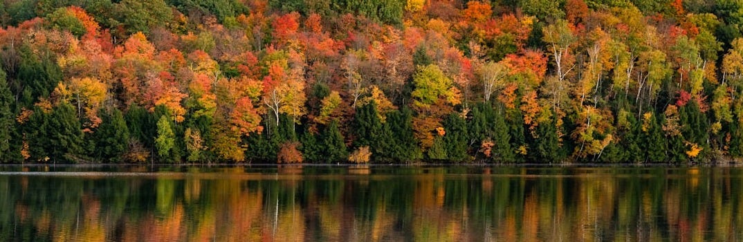green and brown trees beside body of water during daytime green and brown trees beside body of water during daytime