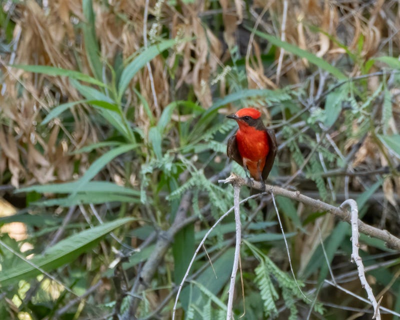 20250710-SantaGertrudis-11-Edit.jpg 20250710-SantaGertrudis-11-Edit.jpg