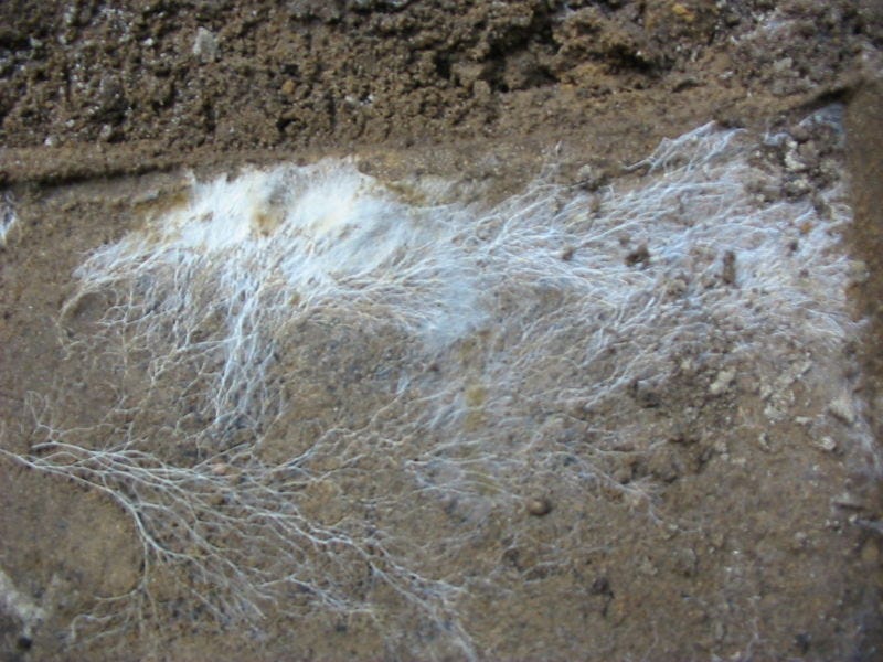 File:Mushroom's roots (mycélium).jpg