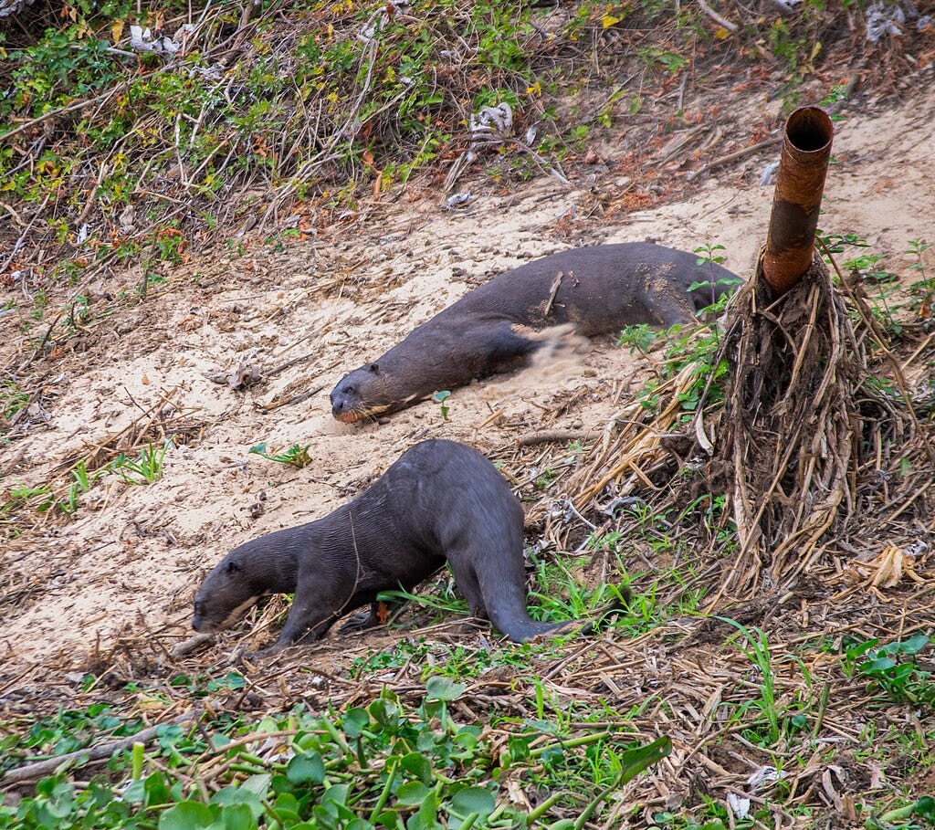 Two giant otters (Pteronura brasiliensis) chilling in the land. Two giant otters (Pteronura brasiliensis) chilling in the land.