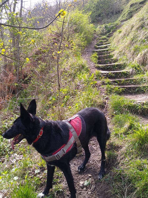 Noses Point to Hawthorn Dene Coastal Path Walk
