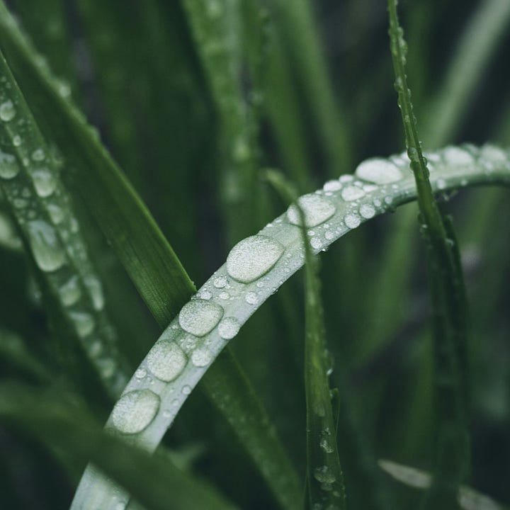 Dewdrops on lemongrass. Fresh sliced ginger. Photos by Dhruv Kumar and Noon Brew via Unsplash.