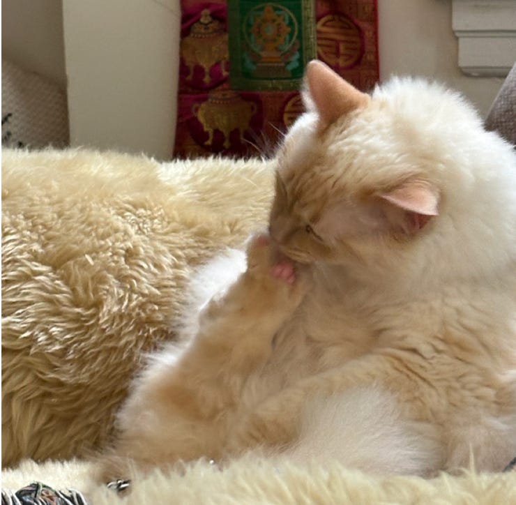 white floof with pink ears licks her foot; sitting on white blanket white floof with pink ears licks her foot; sitting on white blanket
