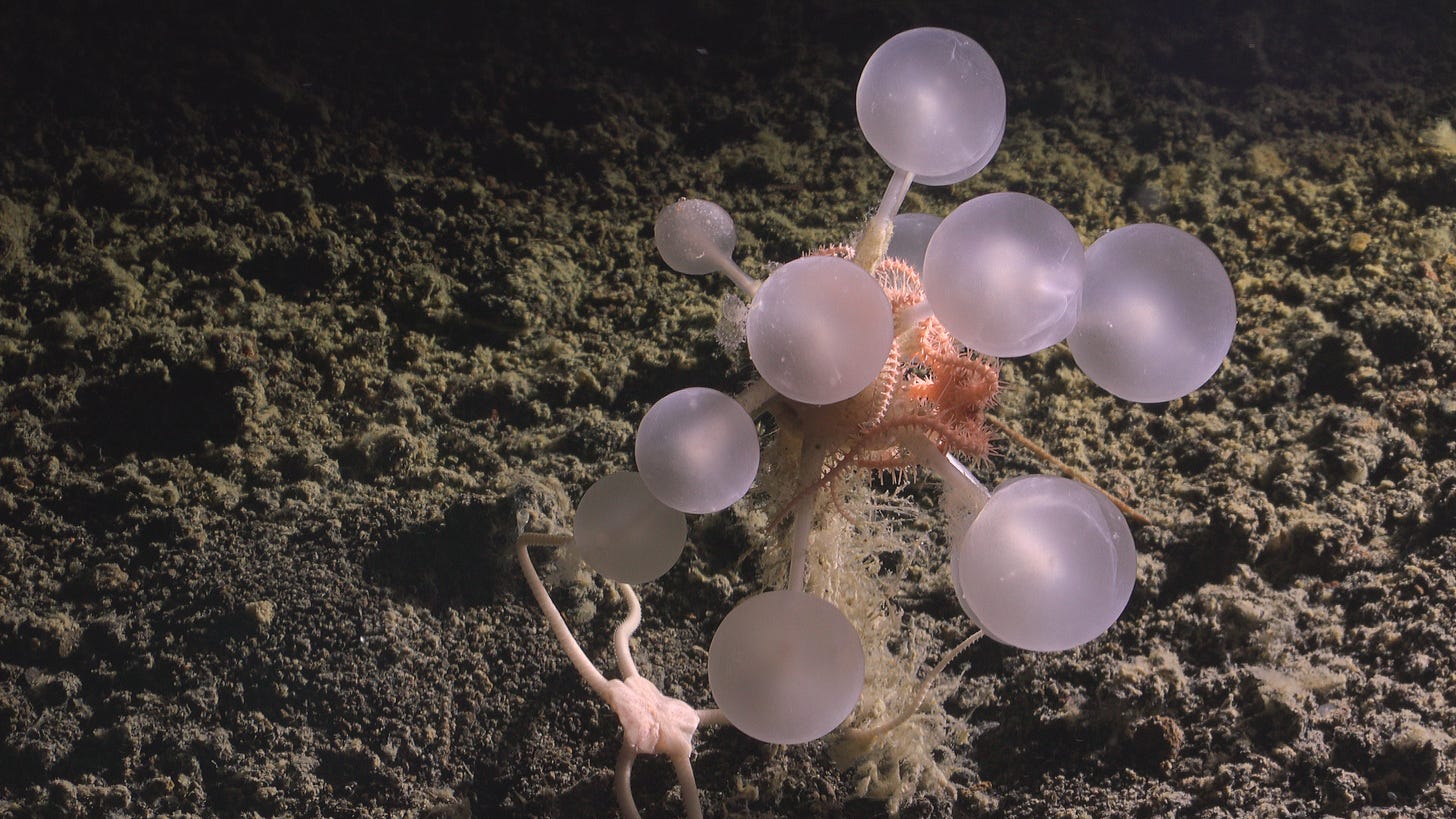 a lavender and pink sea sponge with translucent balls on the ends of several stalks. a lavender and pink sea sponge with translucent balls on the ends of several stalks.